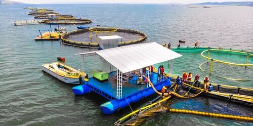 Yalelo Uganda floating fish cage farm platform on Lake Victoria